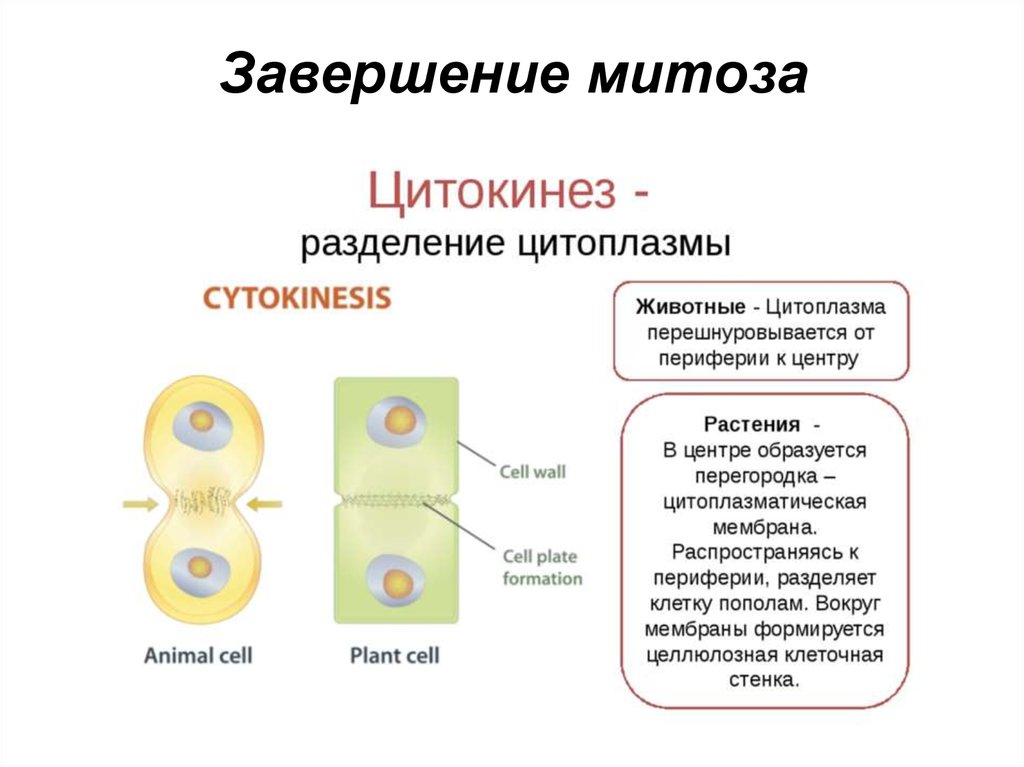 Митоз какие клетки. Цитокинез в растительной и животной клетки. Цитокинез это Разделение цитоплазмы. Цитокинез фаза. Цитокинез в мейозе 1.