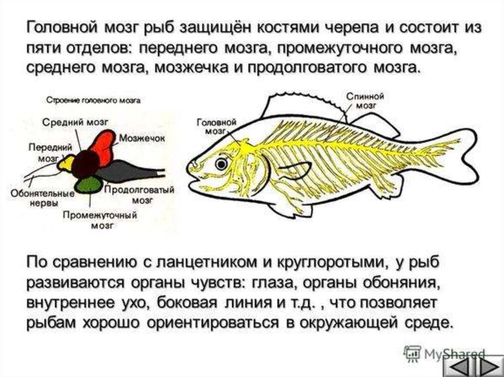 Особенности строения мозга рыбы