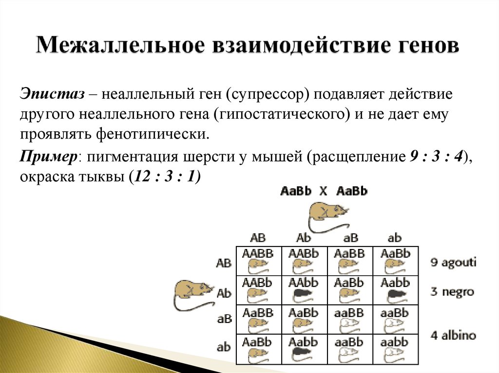 Межаллельное взаимодействие генов