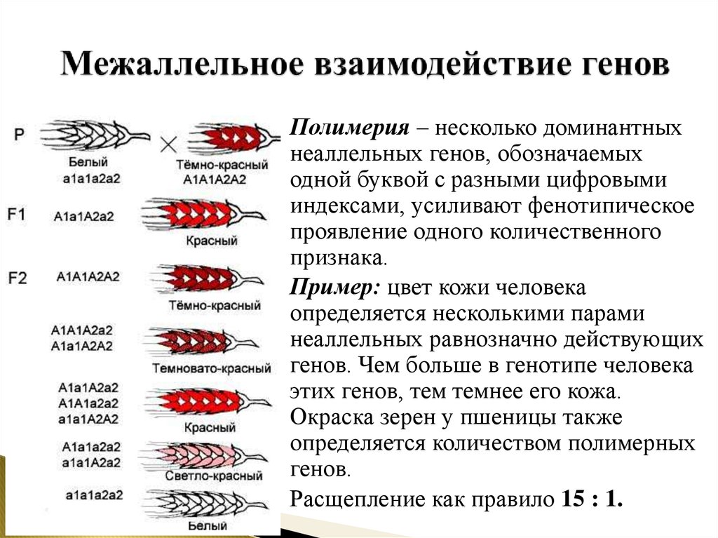 Взаимодействие генов презентация на английском