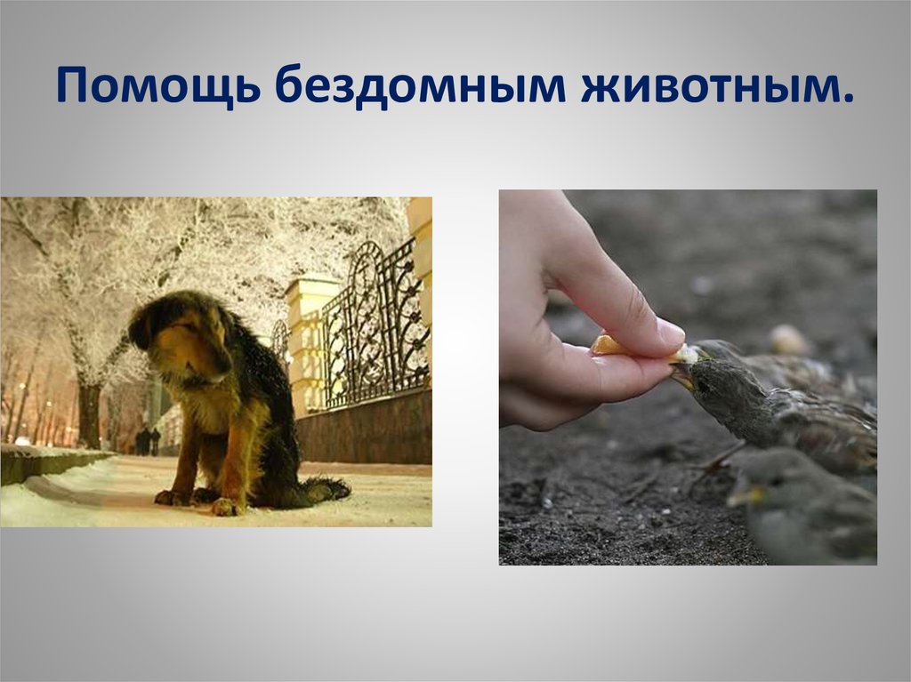 В чем проявляется милосердие к животным. Милосердие к бездомным животным. Как помочь бездомным животным. Как помочьбедомным животным. Презентация на тему бездомные животные.