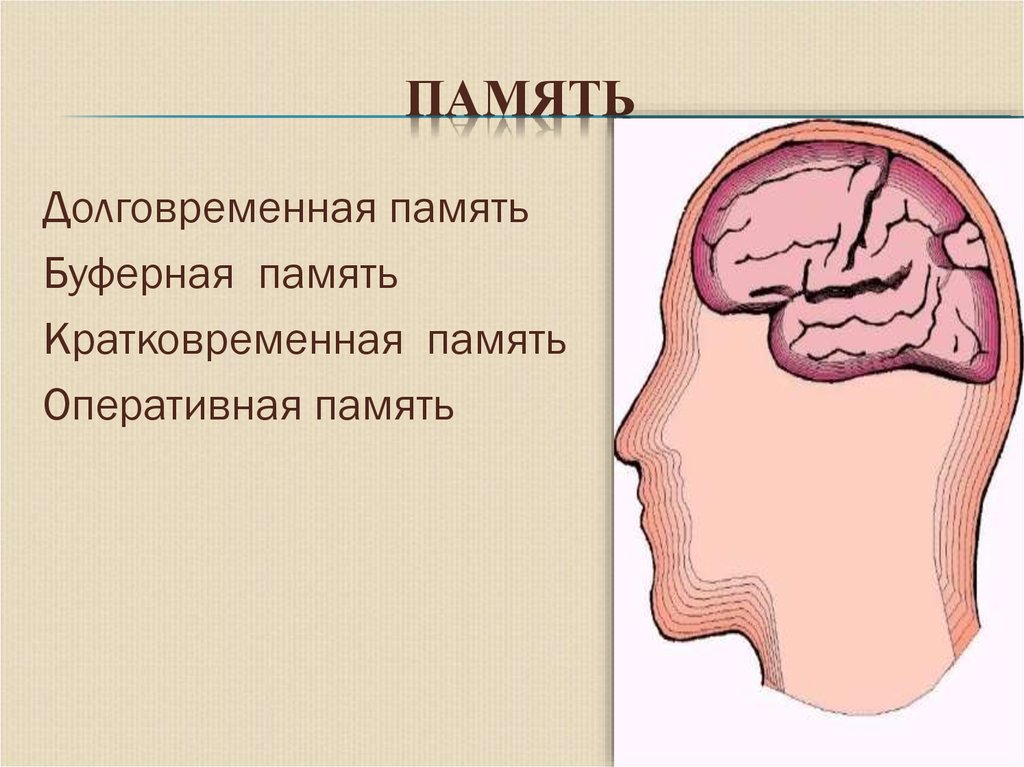 У женщин цифровая память и скорость переработки информации выше чем у мужчин