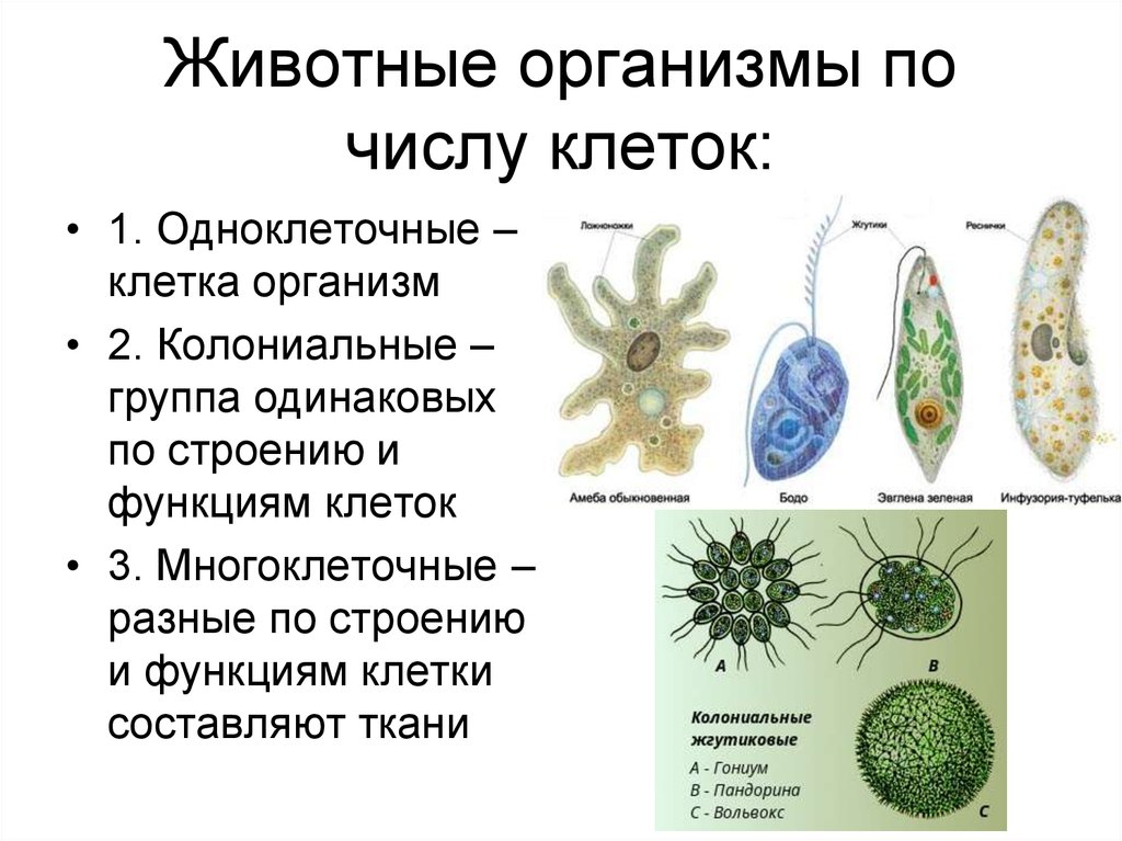 Имеют органы и примитивные ткани. Биология 5 организмы одноклеточные многоклеточные. Одноклеточные многоклеточные колониальные таблица. Одноклеточные оргаганизмы. Клетка одноклеточного организма.