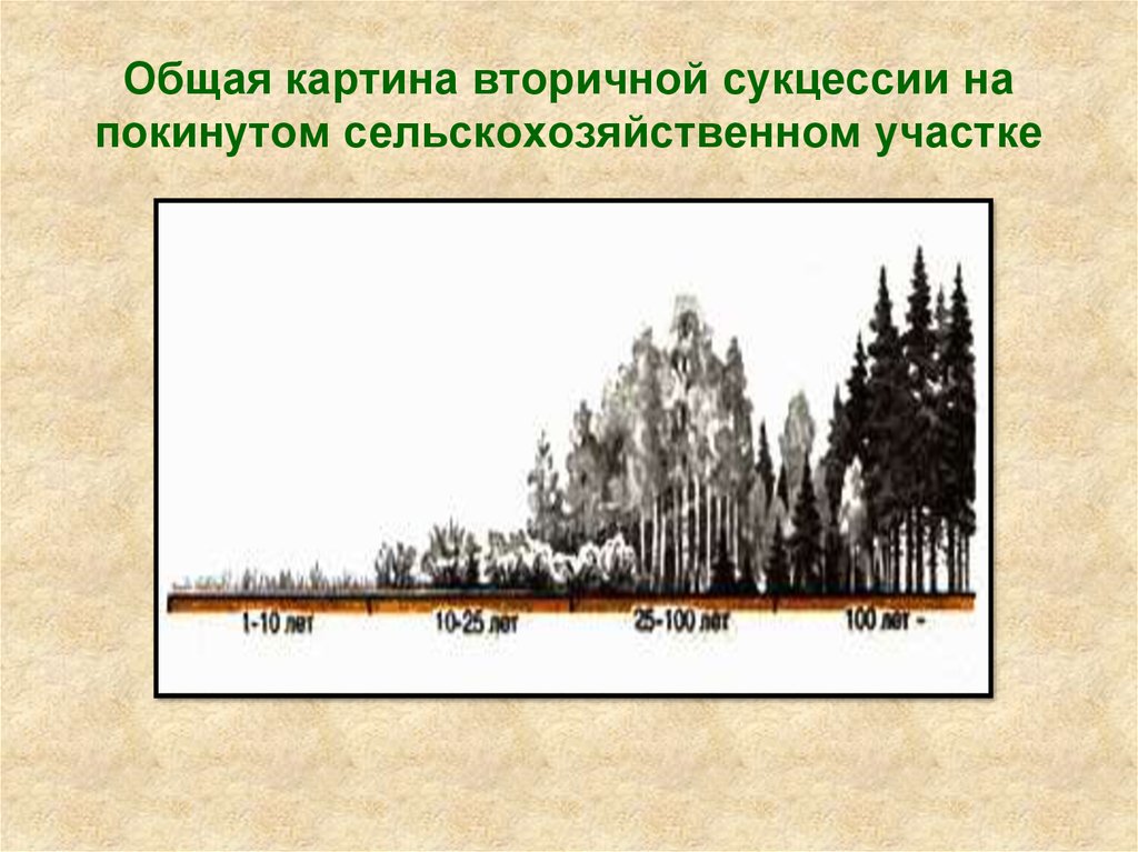 Сукцессия после пожара пример. Зарастание вырубки сукцессия. Лесная сукцессия. Вторичная сукцессия. Вторичная сукцессия схема.