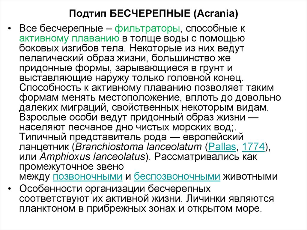 Подтип бесчерепные. Подтип Acrania. Подтип Бесчерепные (Acrania. Подтип Бесчерепные общая характеристика. Общая характеристика Подтип Acrania.