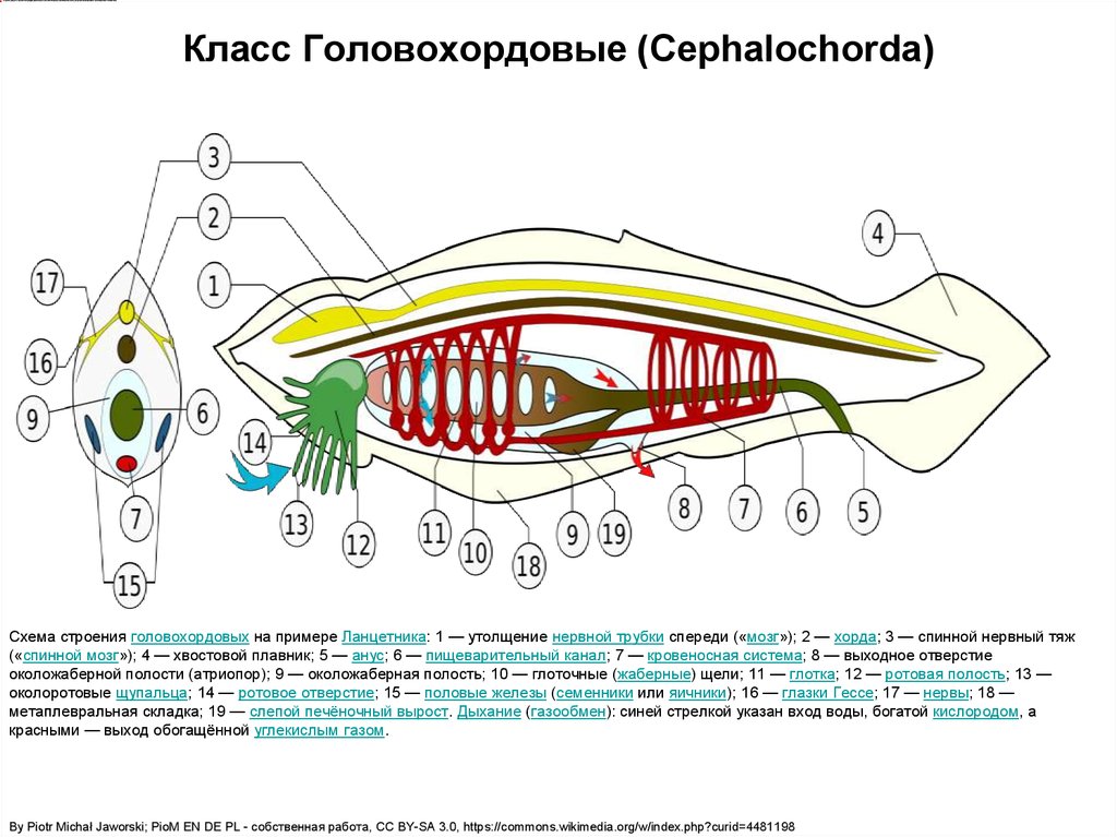 Околожаберная полость у ланцетника