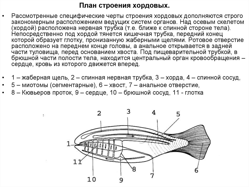 Общий план строения хордовых расположив их внутренние органы в верной последовательности