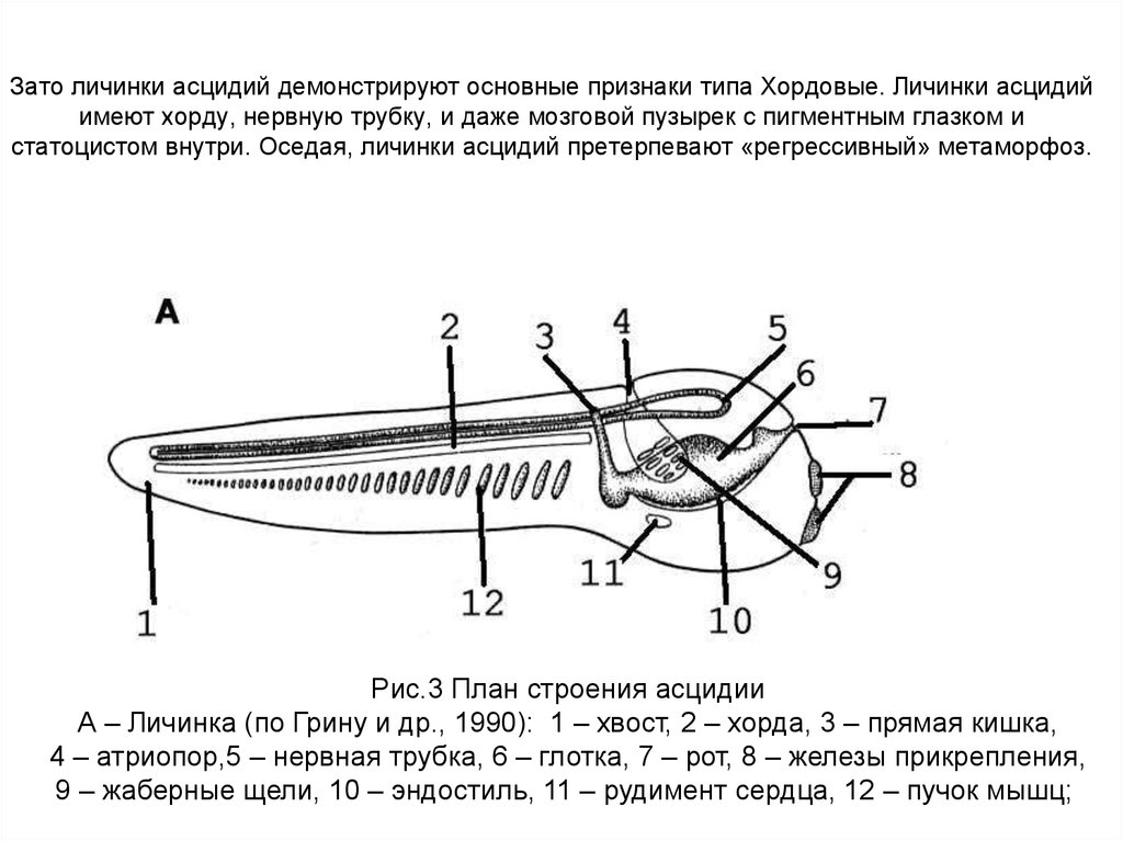 Строение асцидии схема