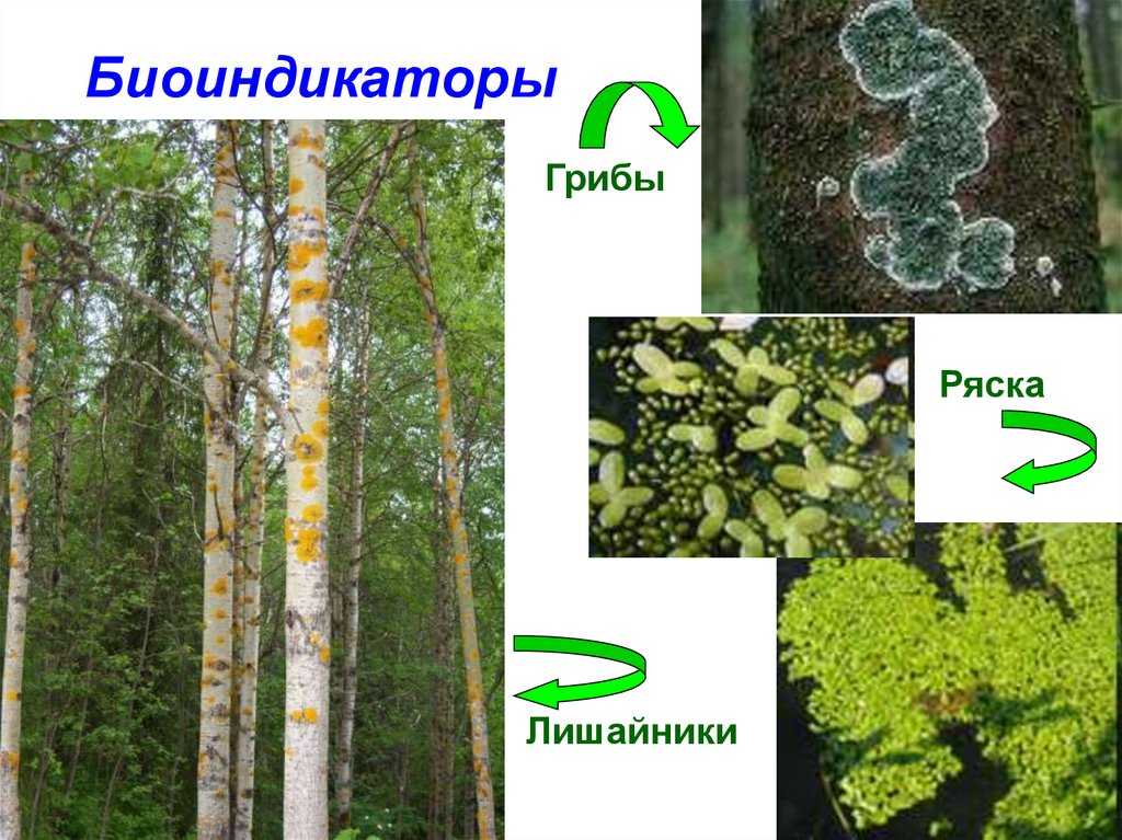 Растения биоиндикаторы презентация