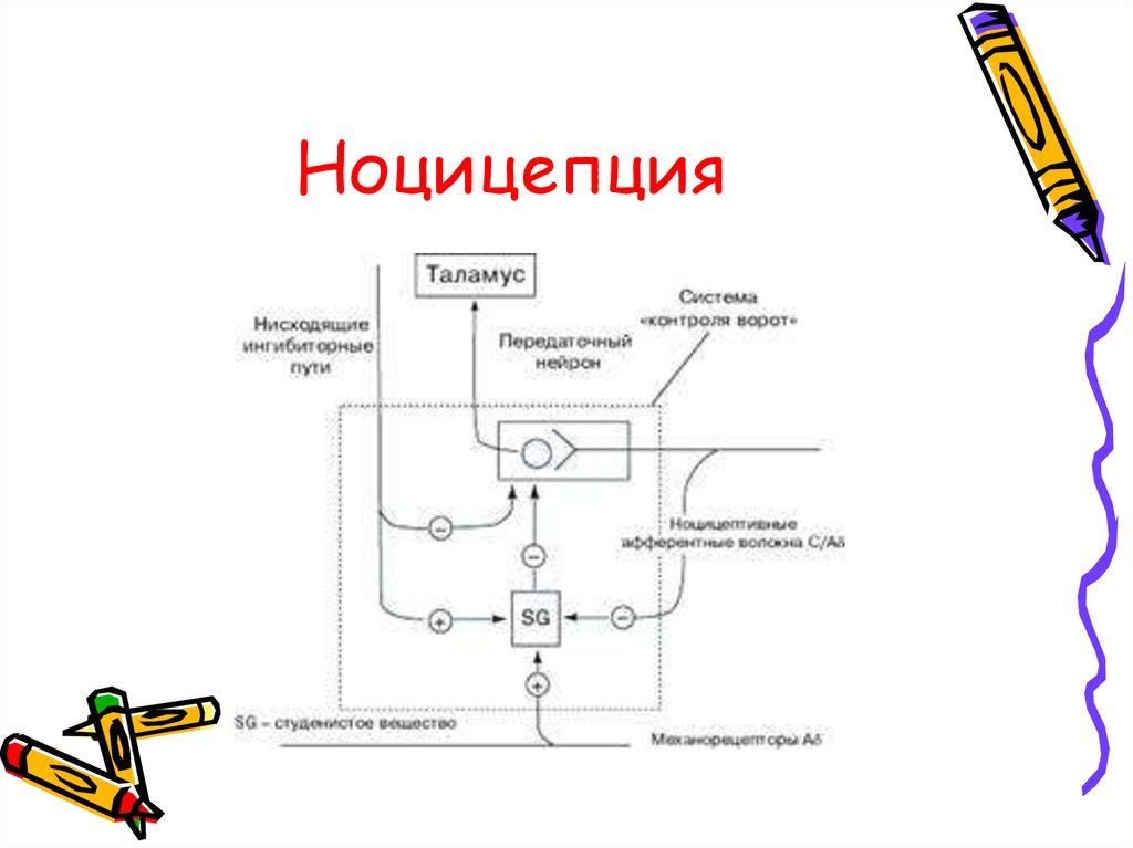 Центральные механизмы ноцицепции презентация