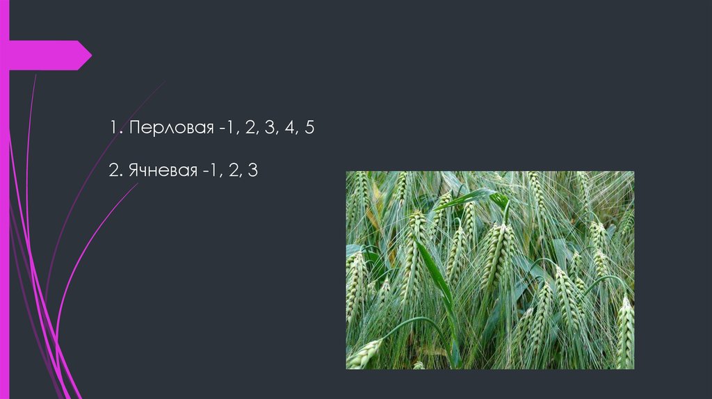 1. Перловая -1, 2, 3, 4, 5 2. Ячневая -1, 2, 3