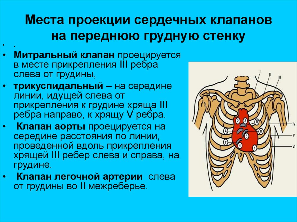 Клапаны сердца на грудной клетке. Проекции выслушивания клапанов сердца. Аускультация сердца проекция клапанов. Границы сердца проекция клапанов и мест их аускультации. Проекция отверстий клапанов сердца.