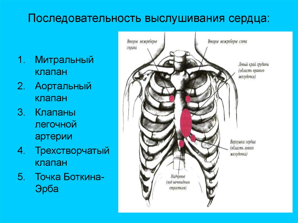 Аускультация сердца схема