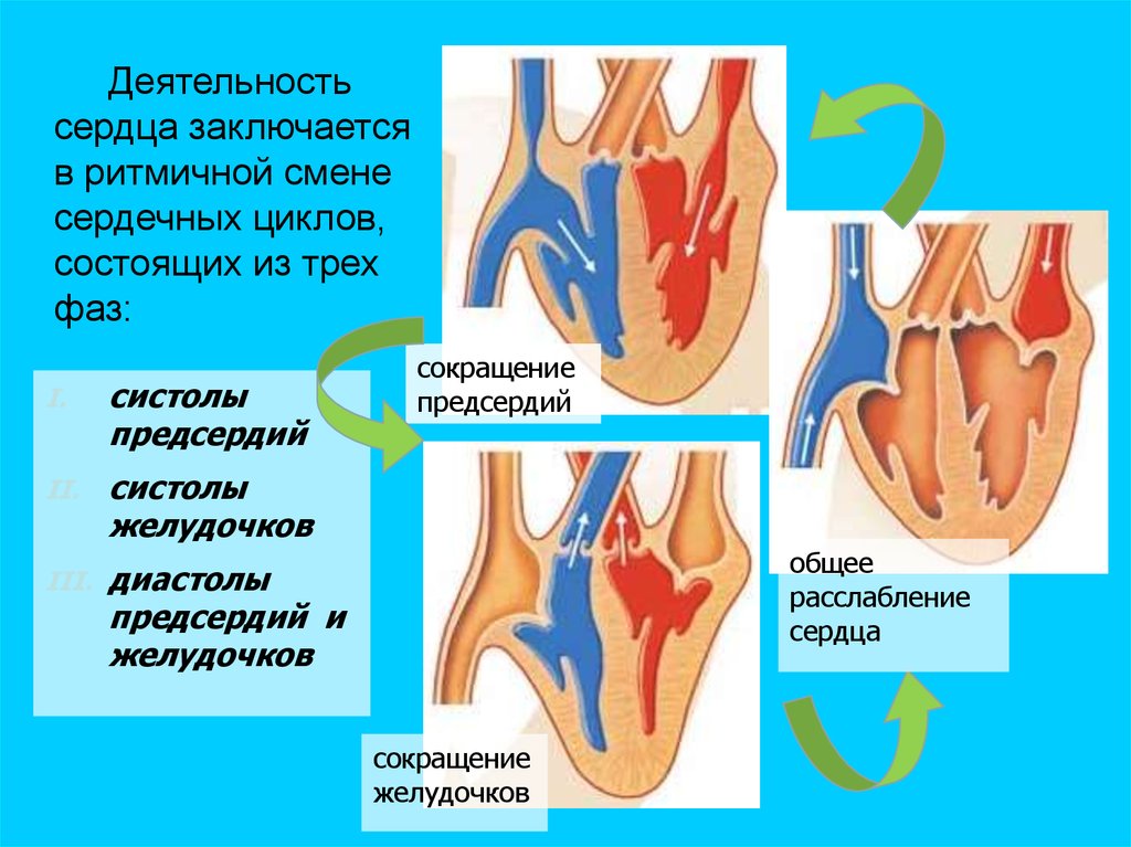 Общая систола сердца