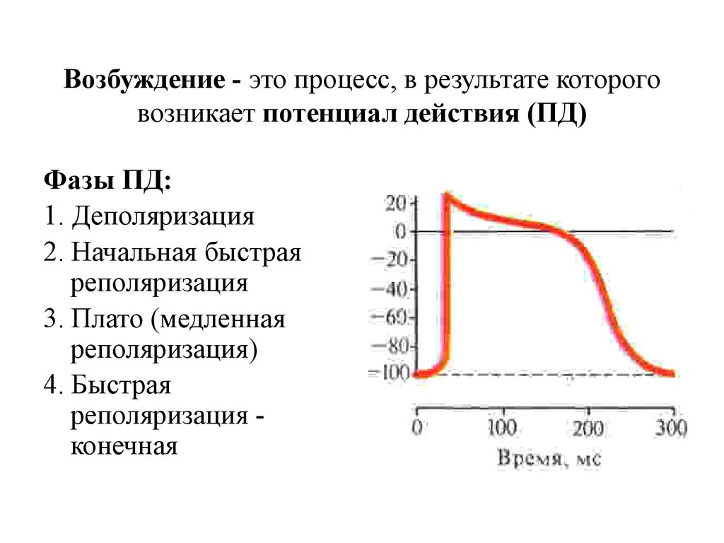 Возбуждение это. Возбуждение это в физиологии. Возбудимость и возбуждение физиология. Возбудимость это в физиологии. Возбуждение и возбудимость потенциал действия.