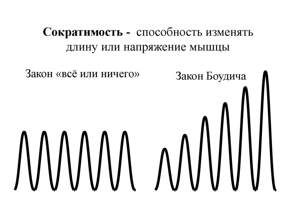 Сократимость - способность изменять длину или напряжение мышцы