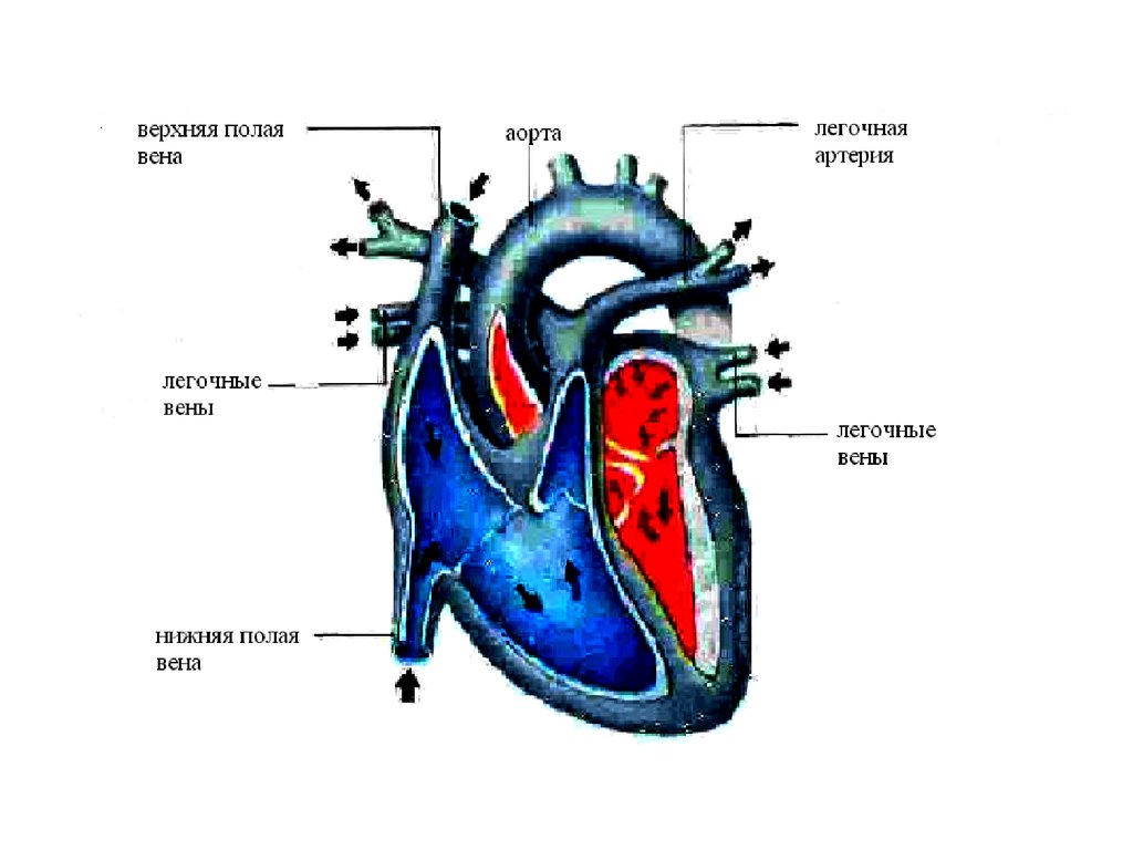 Через сердце. Ток крови через сердце. Цикл крови через сердце. Артерия мен Вена тамырлары тапсырмалар.
