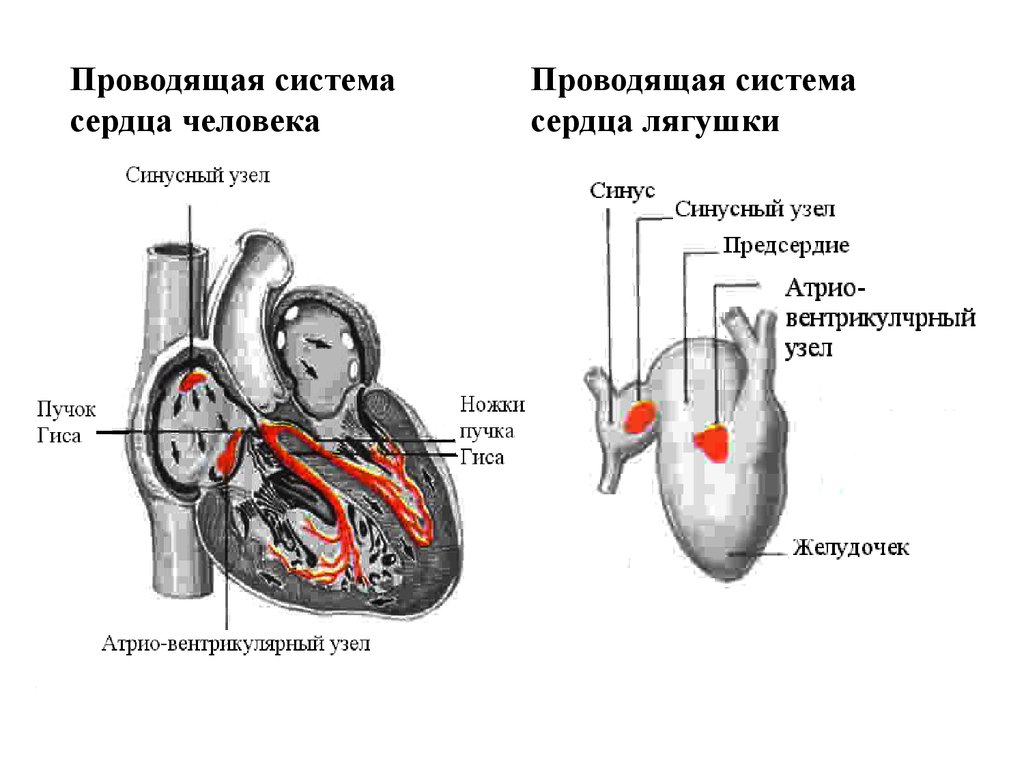 Значение системы крово- и лимфообращения в поддержании жизнедеятельности  организма. Фазовый анализ сердечного цикла - презентация онлайн