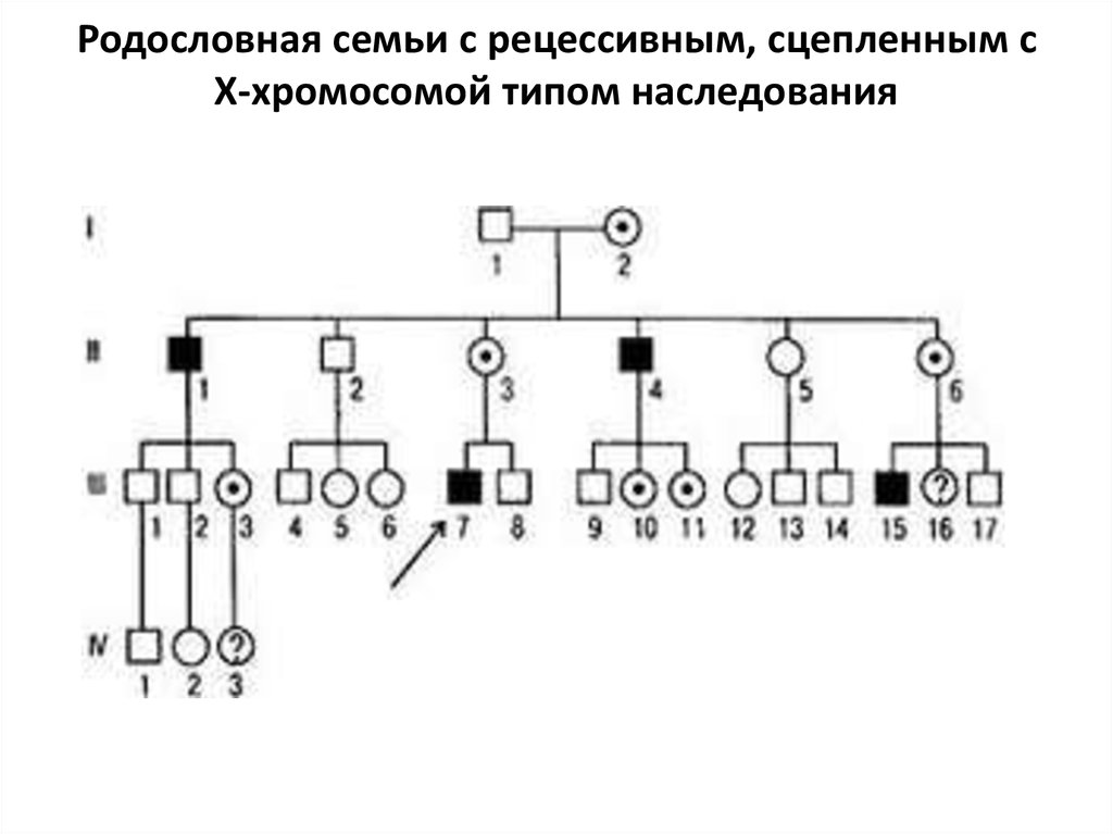 Сцепленный с х хромосомой