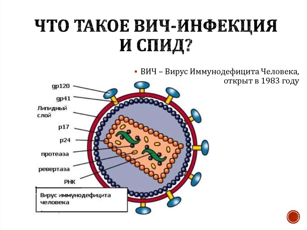 Ревертаза