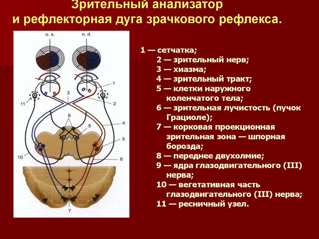 Рефлекторная дуга зрачкового рефлекса