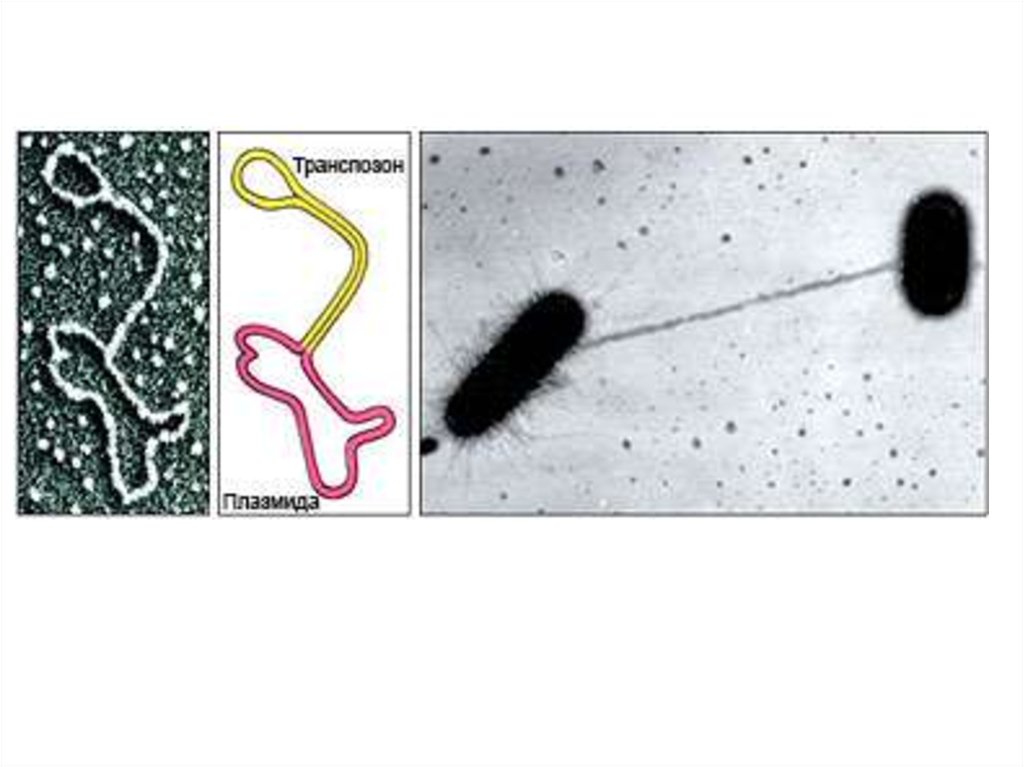 Вирус бактерия или плазмида несущая встроенный фрагмент. Транспозоны бактерий рисунок. Транспозона бактериальной клетки. Генетические элементы бактериальной клетки транспозон. ДНК В бактериальной клетке.