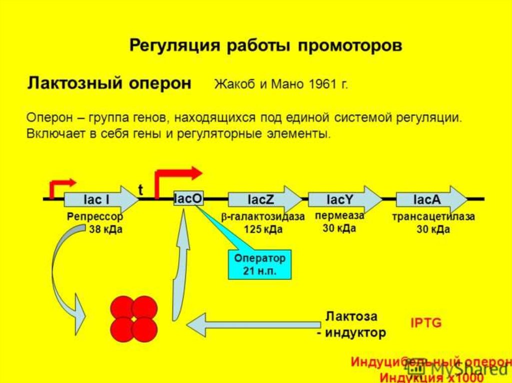 Регуляция действия генов и биосинтез белка схема жакоба и моно