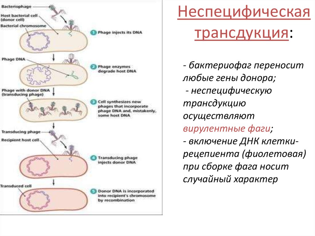 Схема трансдукция у бактерий