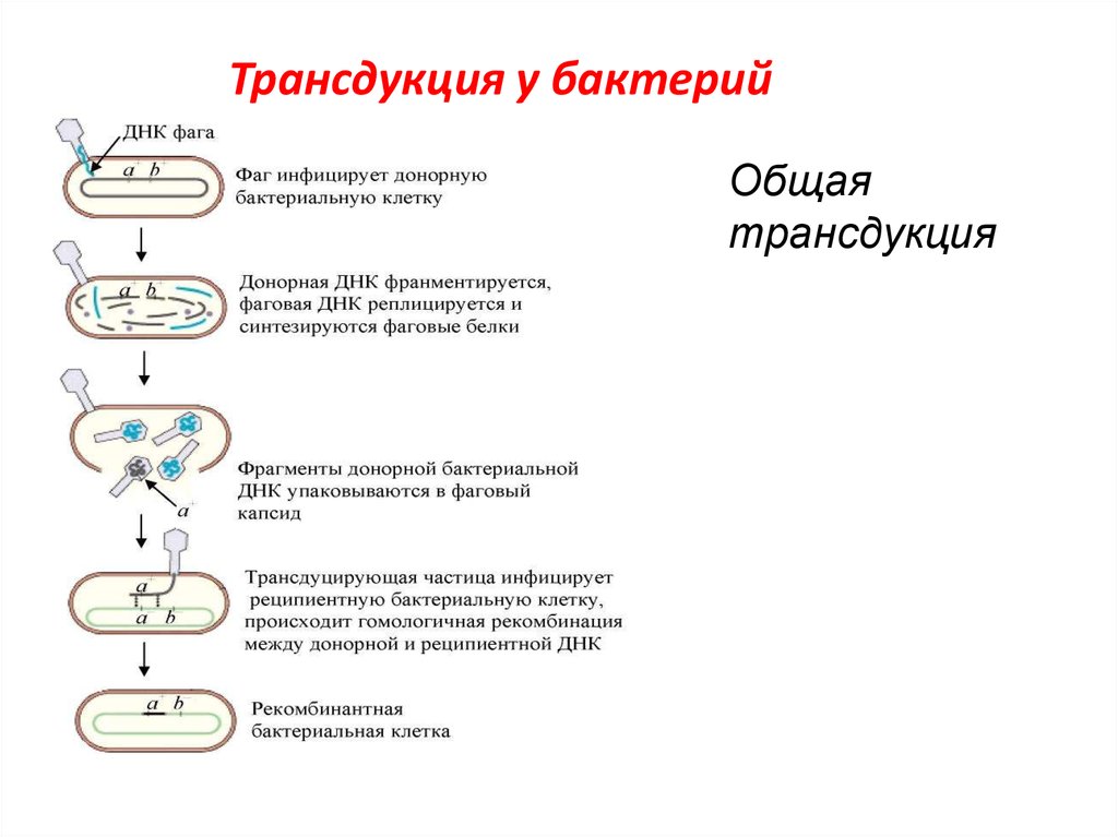 Схема трансдукция у бактерий