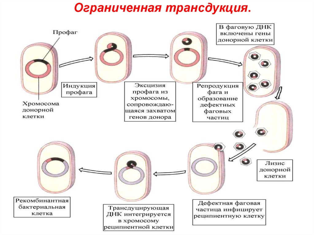 Схема трансдукция у бактерий