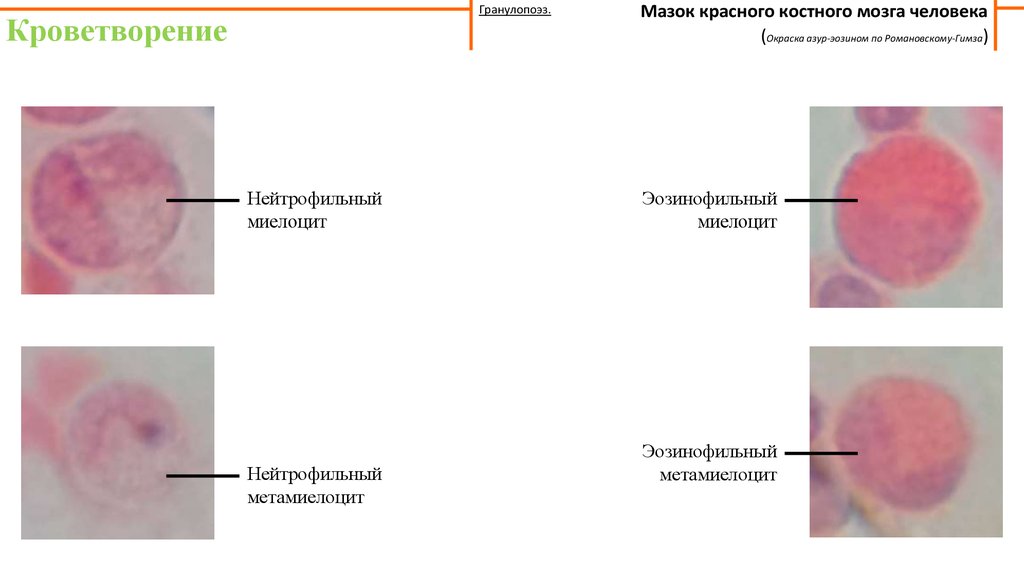 Мазок красного костного мозга рисунок