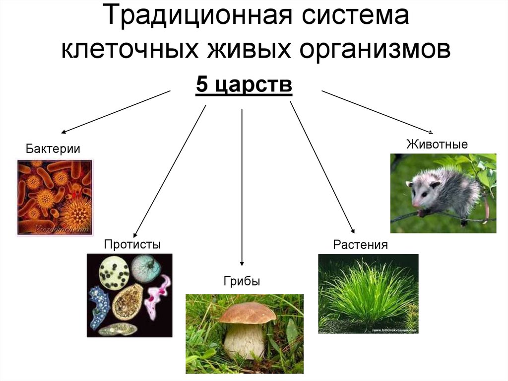 Ответ клетки всех живых организмов. Царство животных царство растений царство грибов царство бактерий. Царства живых организмов 6 класс.