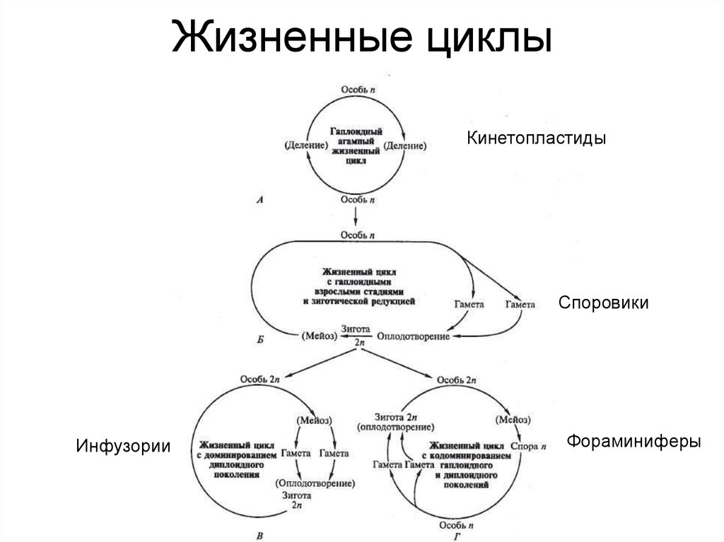 Мейоз в жизненном цикле организмов. Этапы жизненного цикла простейших. Схемы жизненного цикла простейших. Стадии жизненного цикла простейших. Цикл развития простейших.