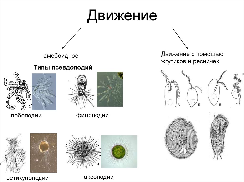 Движение организмов картинки