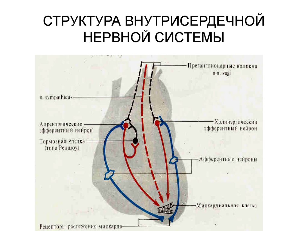 Периферические рефлексы. Схема внутрисердечной нервной системы. Внутрисердечные механизмы регуляции. Схема интракардиального рефлекса. Интракардиальная регуляция сердца.