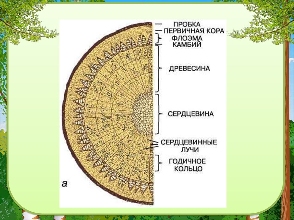 Сердцевина какая ткань у растений. Ткани первичной коры стебля. Макроскопическое строение древесины.