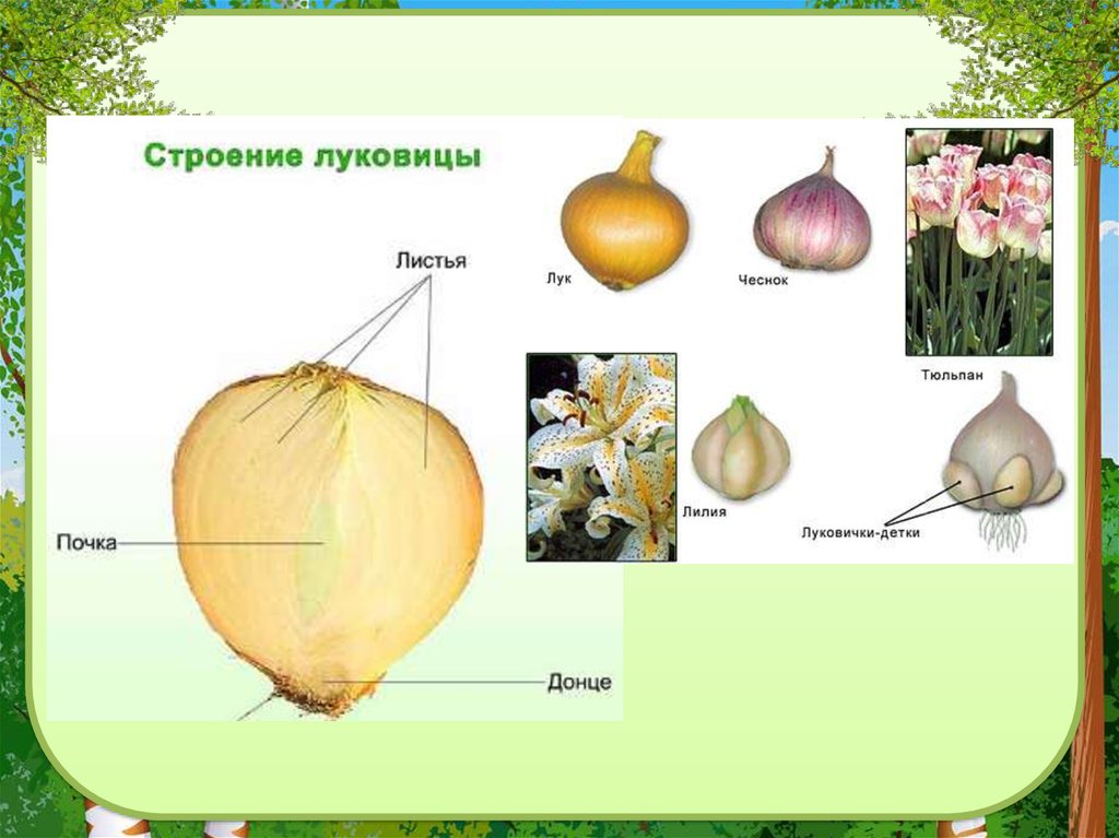 Тест по биологии 6 класс стебель. Биология 6 класс тема стебель. Стебель 6 класс биология презентация. Тема стебель по биологии 6 класс. Стебель и его строение 6 класс.