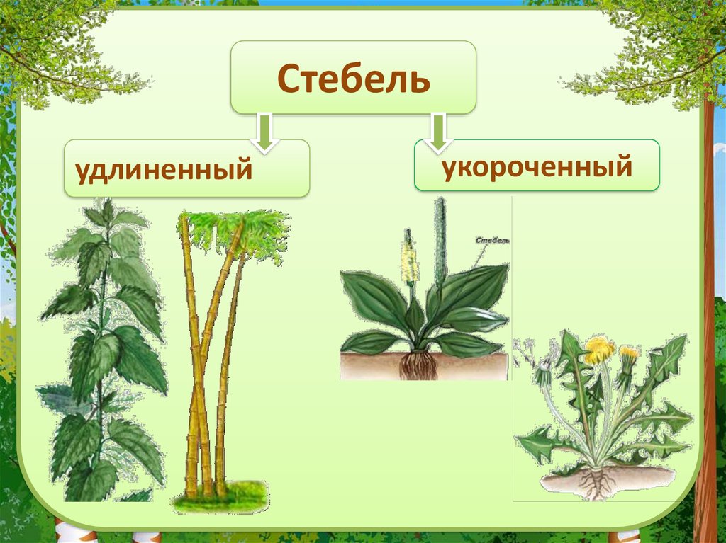 Тема стебель. Стебель удлиненный и укороченный. Стебель удлиненный и укороченный биология 6. Тип стебля удлиненный и укороченный. Стебель удлиненный и укороченный примеры.