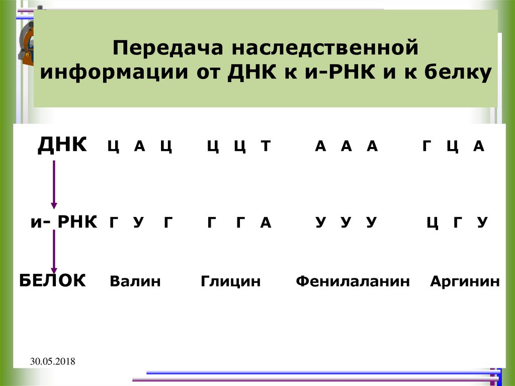 Днк г ц. Схема передачи генетической информации от ДНК К белку.. Передача наследственной информации от ДНК К ИРНК. Схема передачи наследственной информации от ДНК К белку. Передача наследственной информации от ДНК К И-РНК И К белку.