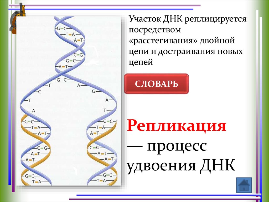 Раскручивание цепи днк. Участок ДНК. Двойная цепь ДНК. Цепь ДНК схема. Белок который раскручивает ДНК.