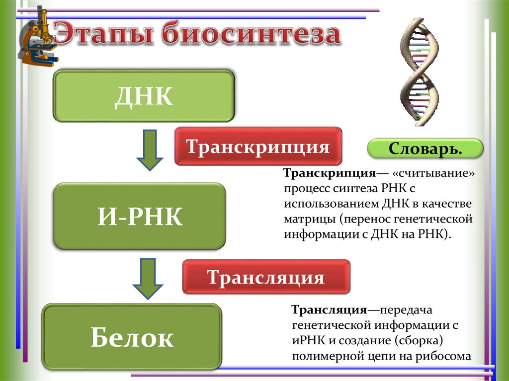 Последовательность этапов биосинтеза. Этапы транскрипции в процессе биосинтеза белка. Транскрипция и трансляция РНК. Основные этапы биосинтеза ДНК. Процесс синтеза РНК С использованием ДНК В качестве матрицы.