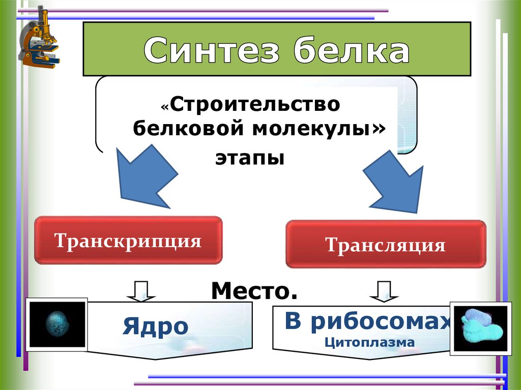 Биосинтез белка презентация 10 класс профильный уровень