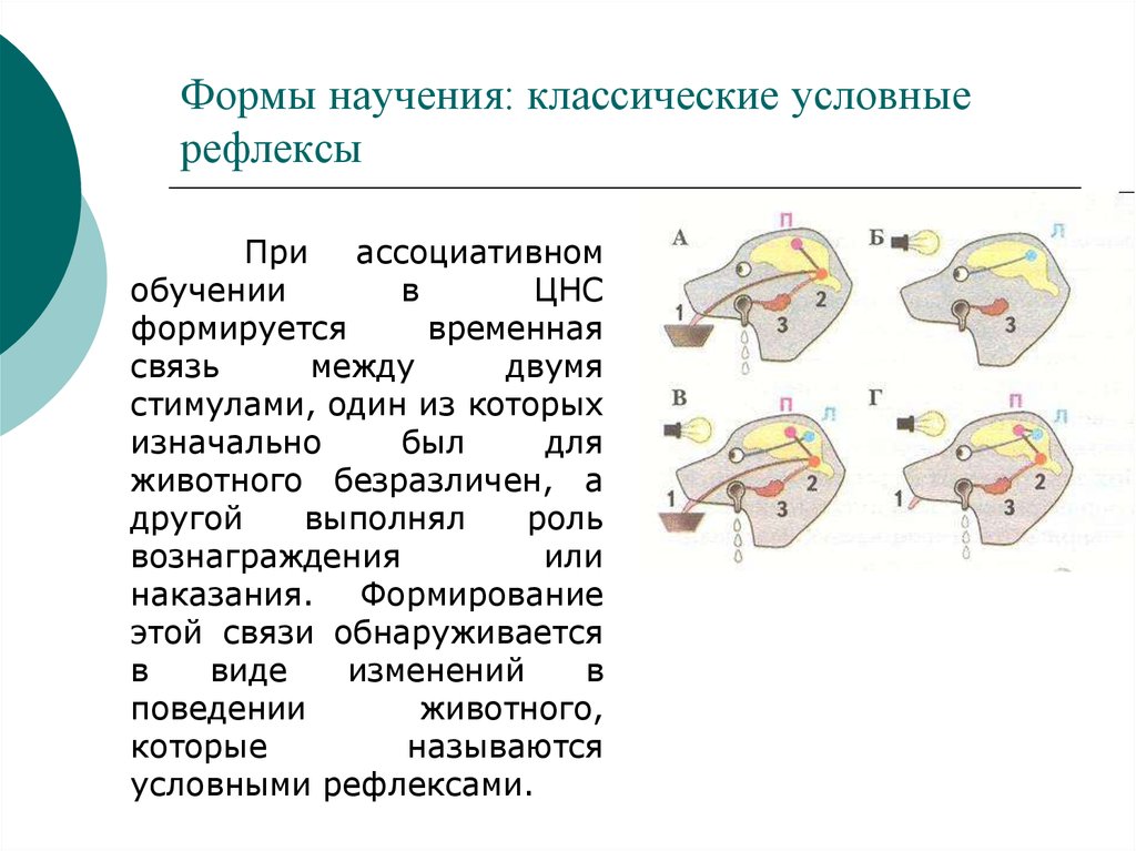 Классический условный рефлекс. Метод условных рефлексов. Формы научения. Формы ассоциативного научения.