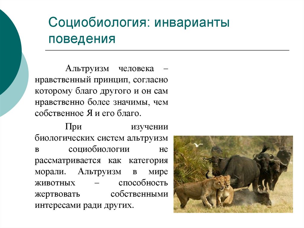 Принцип согласно которому. Социобиология. Современная социобиология. Современная социобиология философия. Альтруизм у животных примеры.