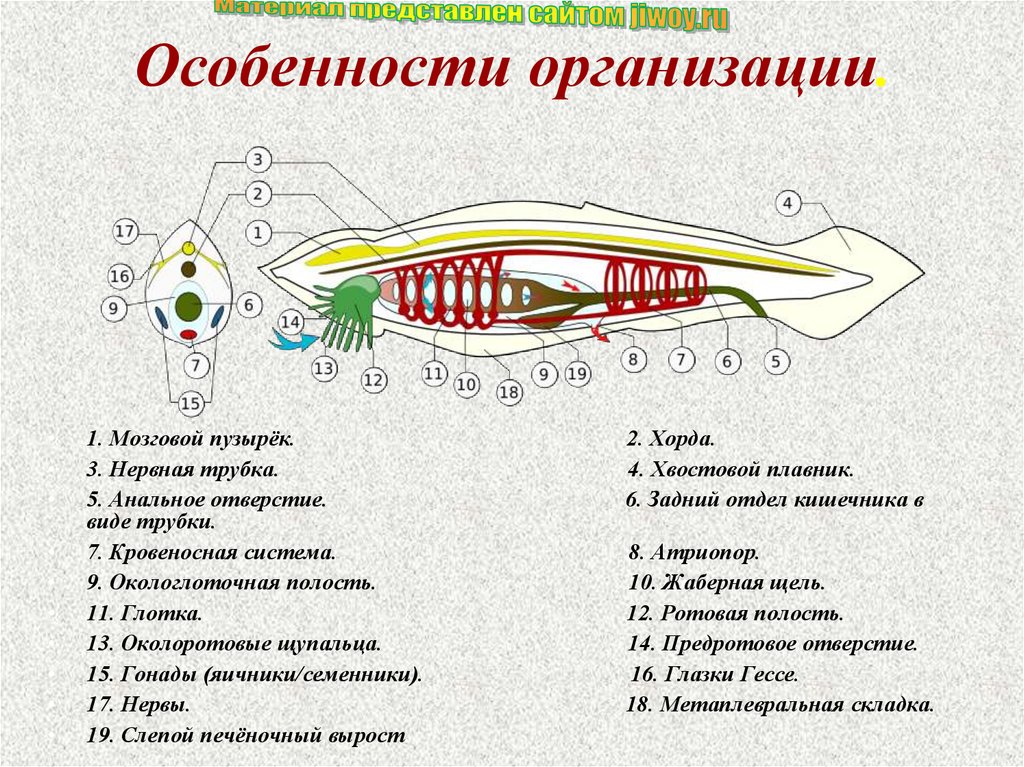 Основные признаки хордовых животных