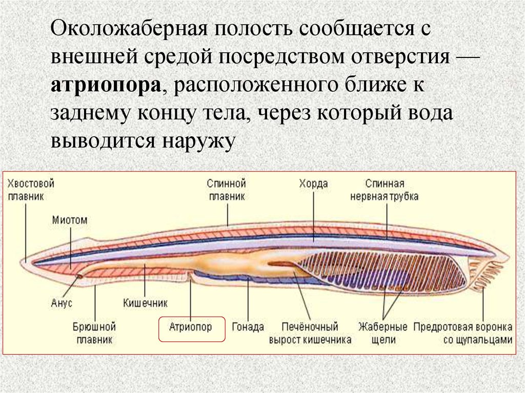 Покажите стрелками и подпишите на рисунке стебель пазушную почку глазок верхушку