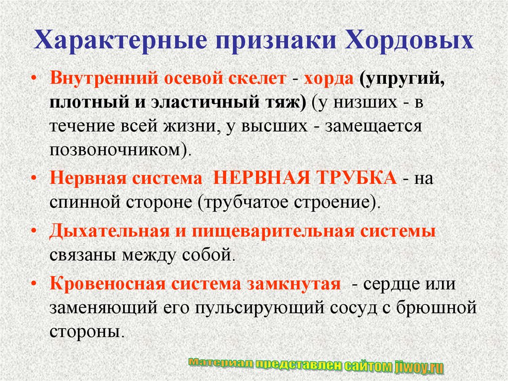 Основные признаки хордовых животных