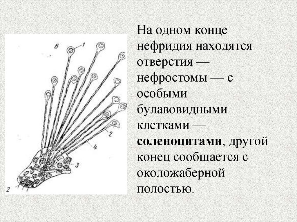 Нефридии ланцетника рисунок