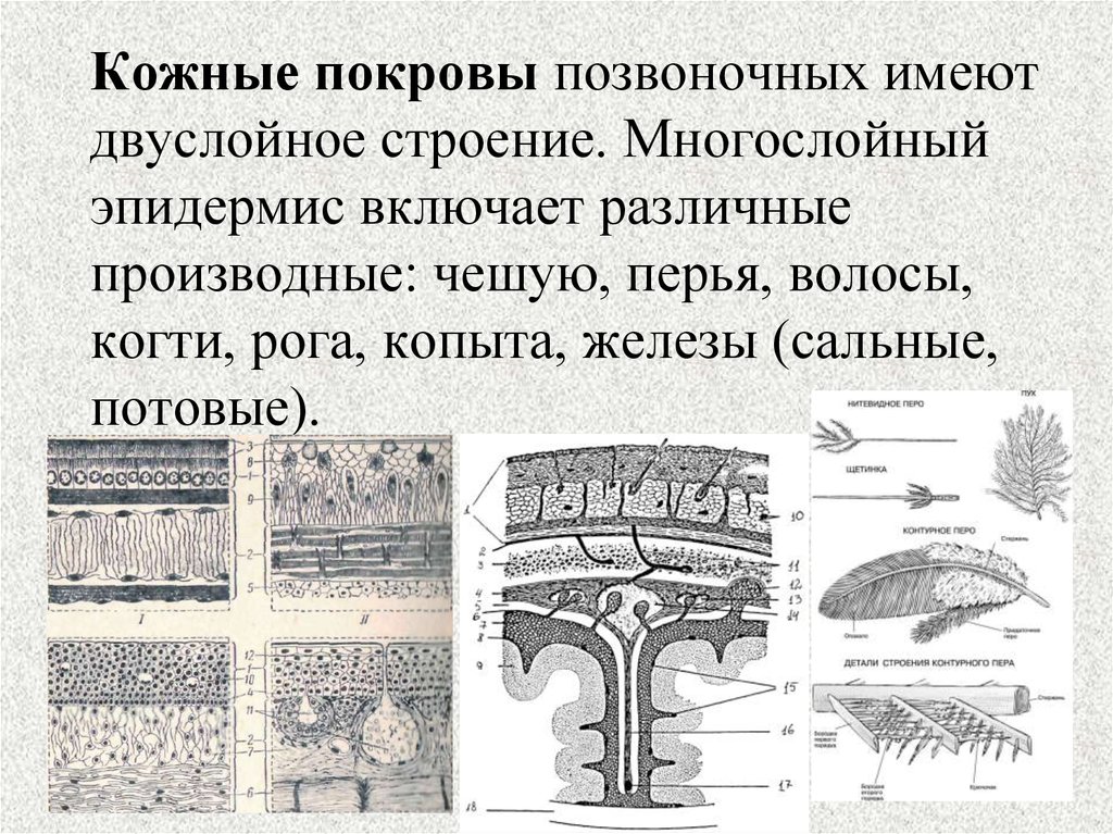 Филогенез кожных покровов