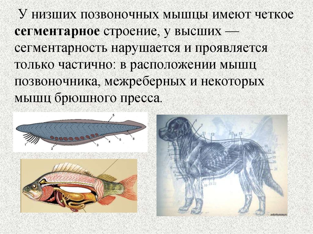 Общая характеристика хордовых животных 8 класс конспект